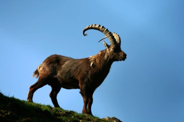 a male ibex in summer in the Swiss Alps clipart