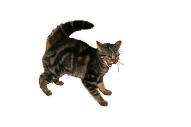 Dikenli saçları olan kızgın bir tekir kedi.