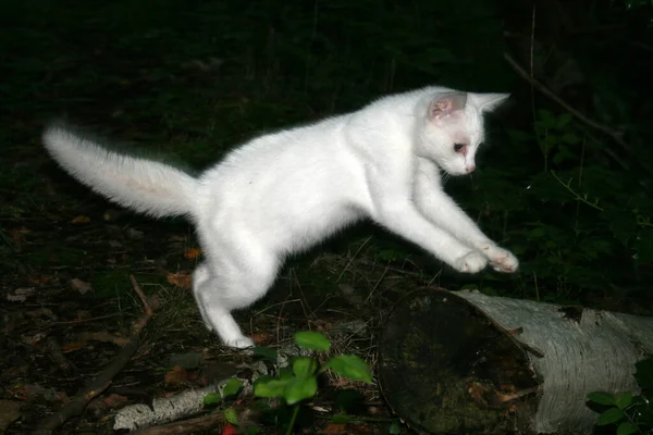 Ormanda Atlayan Beyaz Bir Kedi — Stok fotoğraf