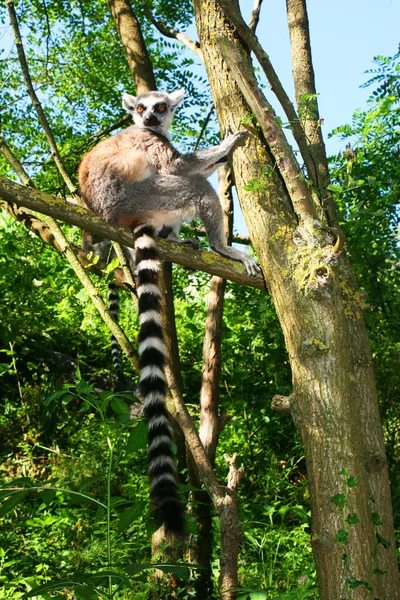 Lemur Sittande Gren Skogen Madagaskar — Stockfoto