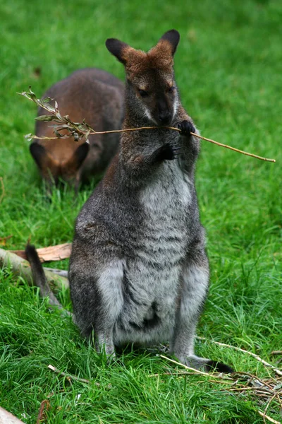 Lite Känguru Äta Gren Australien — Stockfoto