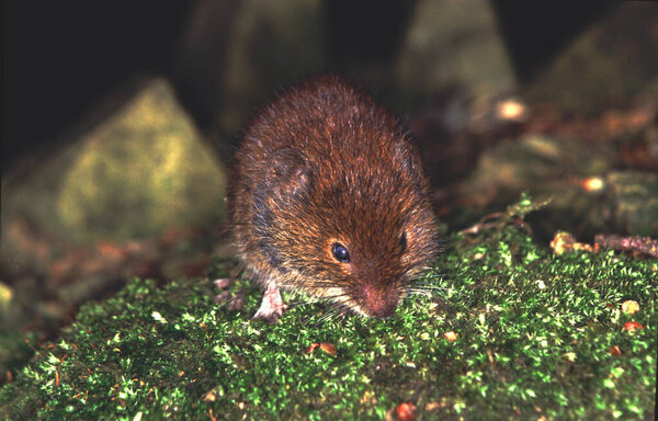 a red vole on green moss in a forest