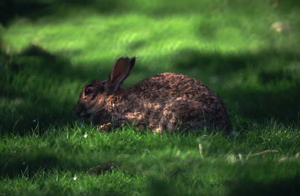 Европейский Кролик Лугу — стоковое фото