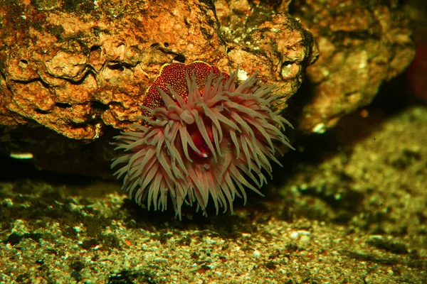 Una Anémona Del Mar Rojo Mar Mediterráneo —  Fotos de Stock