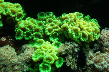 Bir Cnidarian deniz hayvanı Tüylü yeşil deniz şakayığı