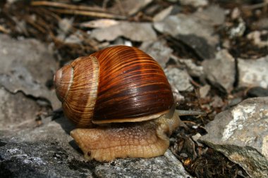 Bir gastropod yumuşakça kayalık zeminde büyük bir bordo salyangoz