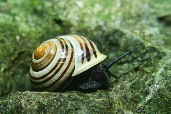 Animal Mollusk Gastropod Wood Snail — Stock Photo, Image