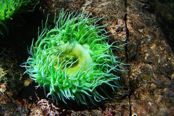 Animal Marino Una Anémona Verde Del Mar Mar Mediterráneo —  Fotos de Stock