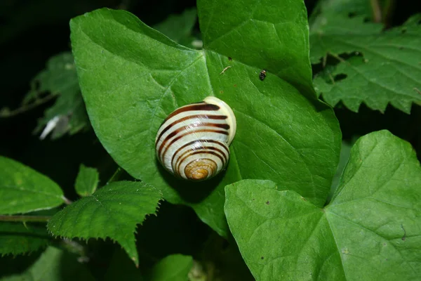 一种腹足类软体动物 在绿叶上的木质蜗牛 — 图库照片