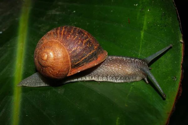 Eine Schnecke Weichtiere Die Holzhelix Auf Einem Grünen Blatt — Stockfoto