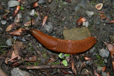 Bir karasal yumuşakça. Taşlı bir zeminde ilerleyen paslı bir sümüklü böcek.