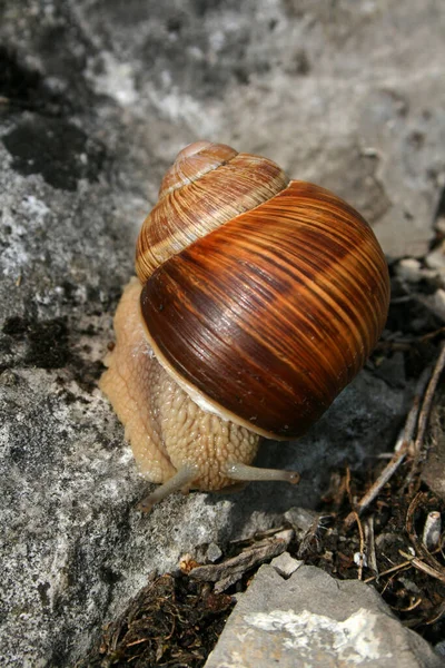 一种勃艮第蜗牛般的腹足软体动物 在岩石上前进 — 图库照片