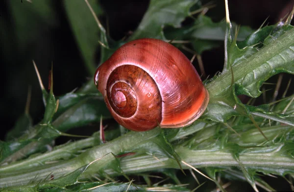 Mollusque Terrestre Gastéropode Rose Sur Les Feuilles Chardon — Photo