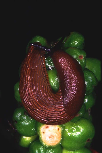 Mollusque Terrestre Une Limace Rouge Sur Arum — Photo