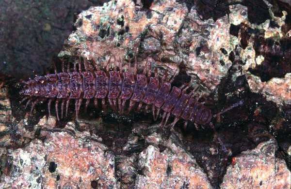 Brown Millipede Rock — Stock Photo, Image