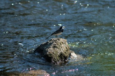 Gagasında böcek olan gri bir kuyruklu kuş nehirdeki bir kayanın üzerinde.