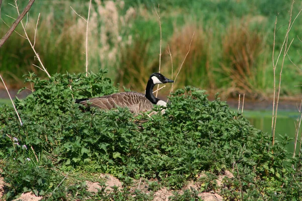 Eine Kanadagans Auf Ihrem Nest — Stockfoto