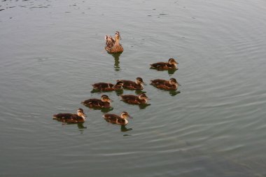 Yavrularıyla nehirde yüzen dişi bir yaban ördeği.