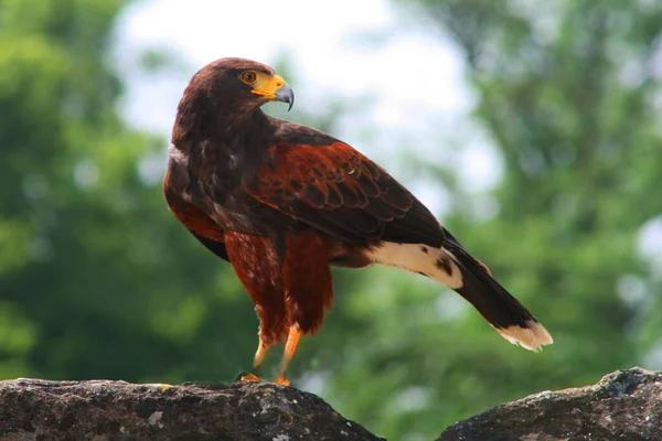 Eine Greifvogelweihe Thront Auf Einem Felsen — Stockfoto