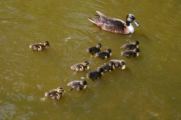 Ein Stockentenweibchen Mit Seinen Jungen Schwimmt Einem Fluss — Stockfoto