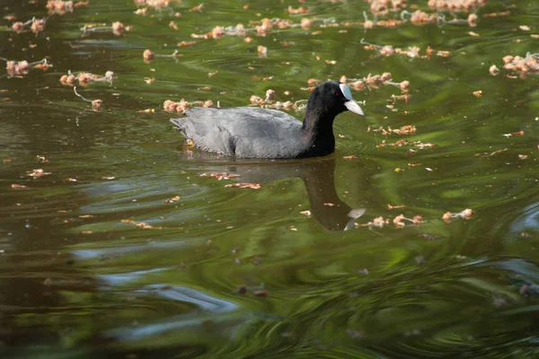 a coot swimming in a river