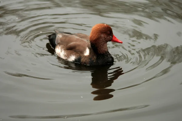 Ein Gepflegter Rotschopf Schwimmt Einem Teich — Stockfoto