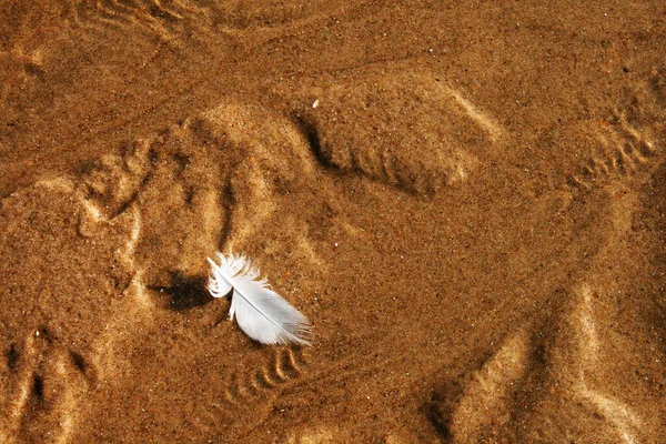 Uma Pena Uma Gaivota Cabeça Preta Areia Uma Praia — Fotografia de Stock