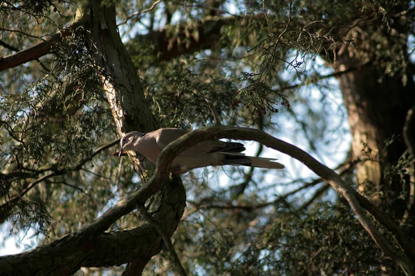 树上的一种土耳其的斑鸠 — 图库照片