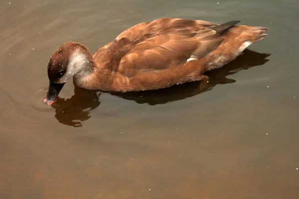 Eine Casarca Ente Schwimmt Einem Teich — Stockfoto