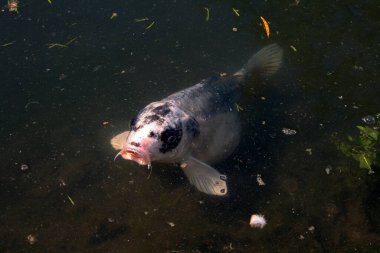 Bir gölün yüzeyinde yüzen bir sazan balığı.