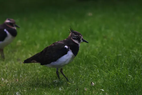 Lapwing Chodzenie Zielonej Łące — Zdjęcie stockowe