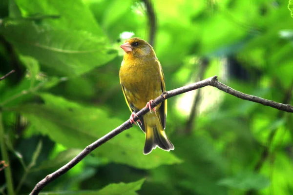 Greenfinch Branch Forest — Stock Photo, Image