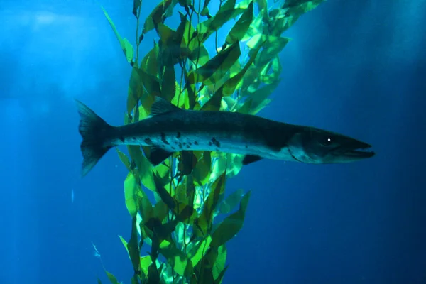 Pez Barracuda Nadando Cerca Algas Marinas —  Fotos de Stock