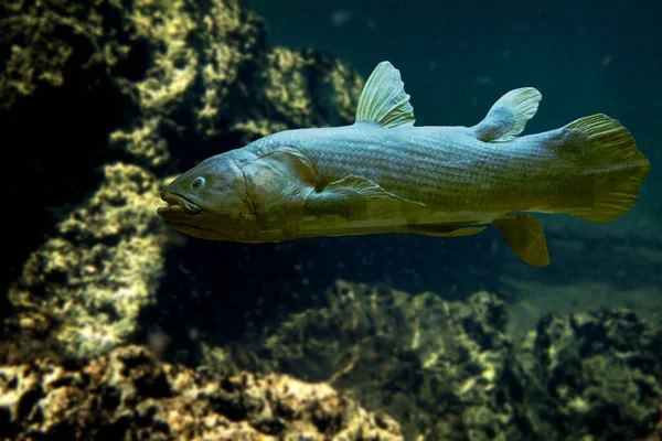 Peixe Celacanto Nadando Perto Rochas Subaquáticas Fotos De Bancos De Imagens