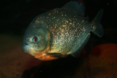 Brezilya 'da Amazon' da kırmızı karınlı pirana balığı