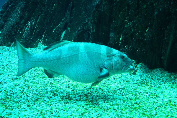 Mero Mar Mediterráneo —  Fotos de Stock