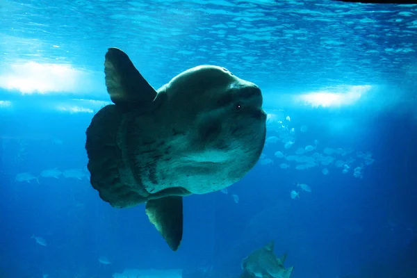 a huge sunfish in the Lisbon aquarium in Portugal