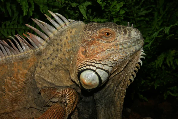 Retrato Gran Lagarto Iguana Selva Amazónica Brasil — Foto de Stock