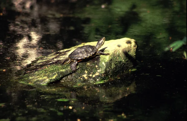 Aquatic Turtle Resting Rock Pond — Stock Photo, Image