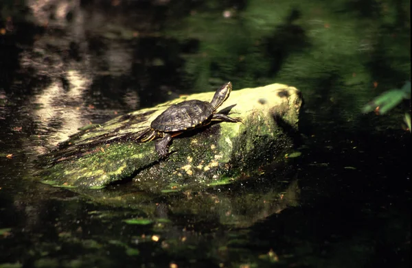 Una Tortuga Acuática Descansando Sobre Una Roca Cerca Estanque —  Fotos de Stock