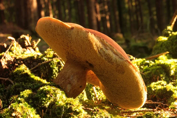 Ein Steinpilz Wald Belgien — Stockfoto