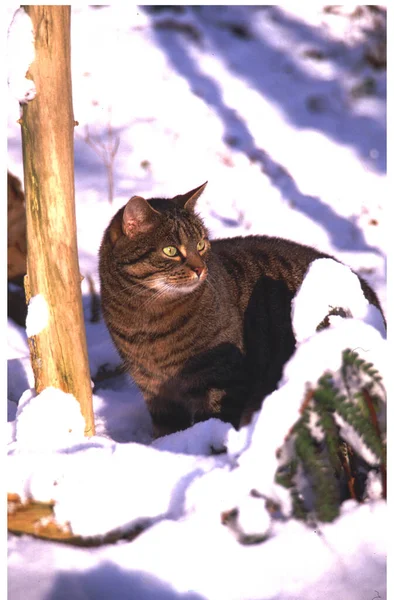 雪地里的家猫 在一棵树下 — 图库照片