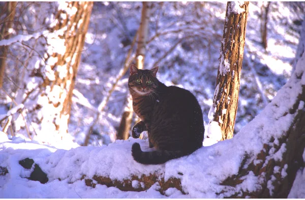 雪地里的一只胖猫 — 图库照片