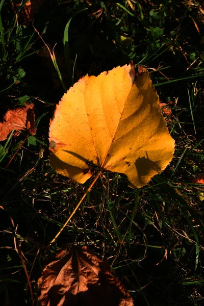 Sonbaharda Belçika Yerde Bir Huş Yaprağının Yakın Çekimi — Stok fotoğraf