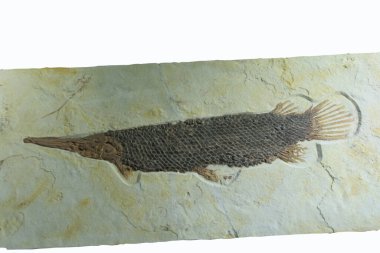 Tarih öncesi Lepisosteus cinsinden bir balığın fosili.