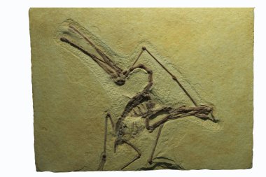the fossil of a flying reptile of the genus Archeopteryx clipart