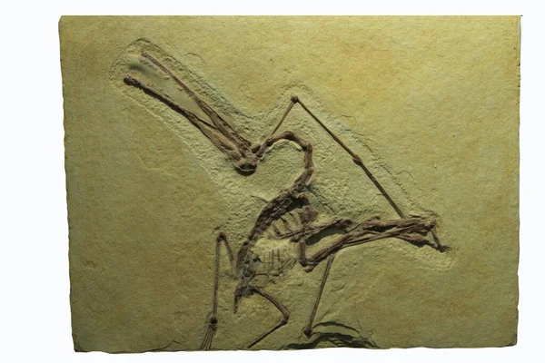 Ископаемое Летающей Рептилии Рода Archeopteryx Лицензионные Стоковые Изображения