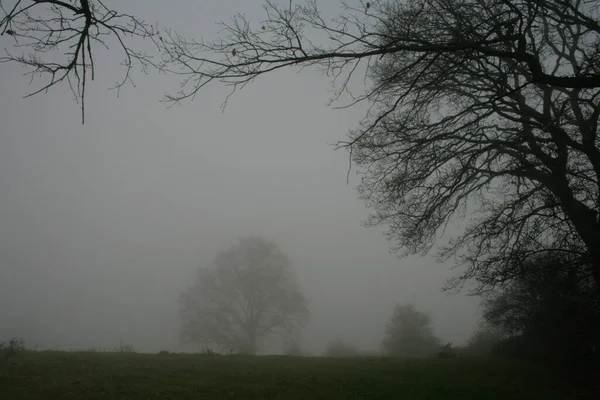 Fog Meadow Trees Belgium — Stock Photo, Image