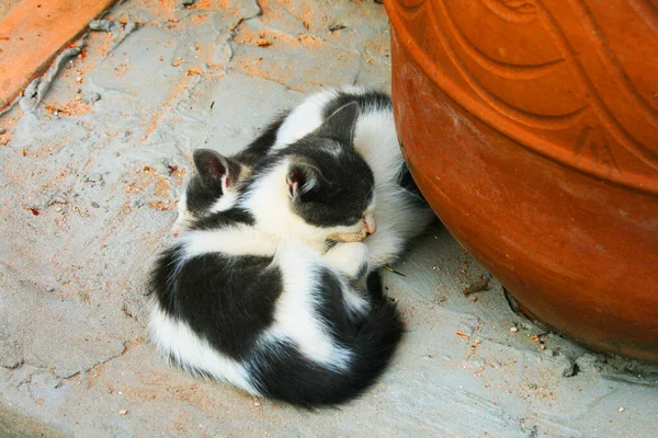 摩洛哥马拉喀什南部的一个广场上睡着两只黑白小猫 — 图库照片