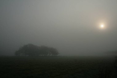 Belçika 'da bir çayırda yoğun sis